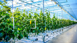 indoor farming